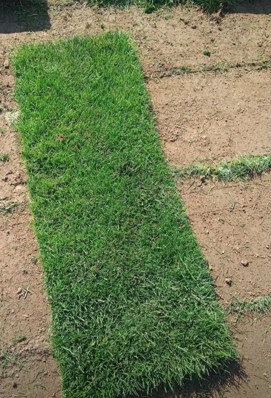 🌱 Pasto Alfombra Natural
