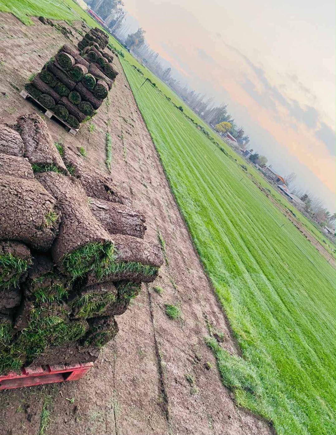🌱 Pasto Alfombra Natural
