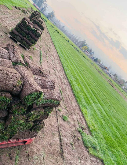 🌱 Pasto Alfombra Natural