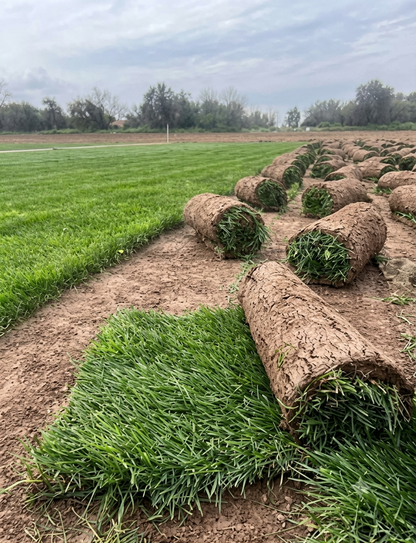 🌱 Pasto Alfombra Natural