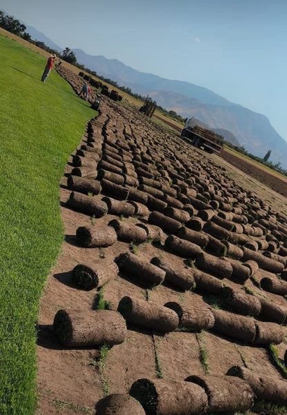 🌱 Pasto Alfombra Natural