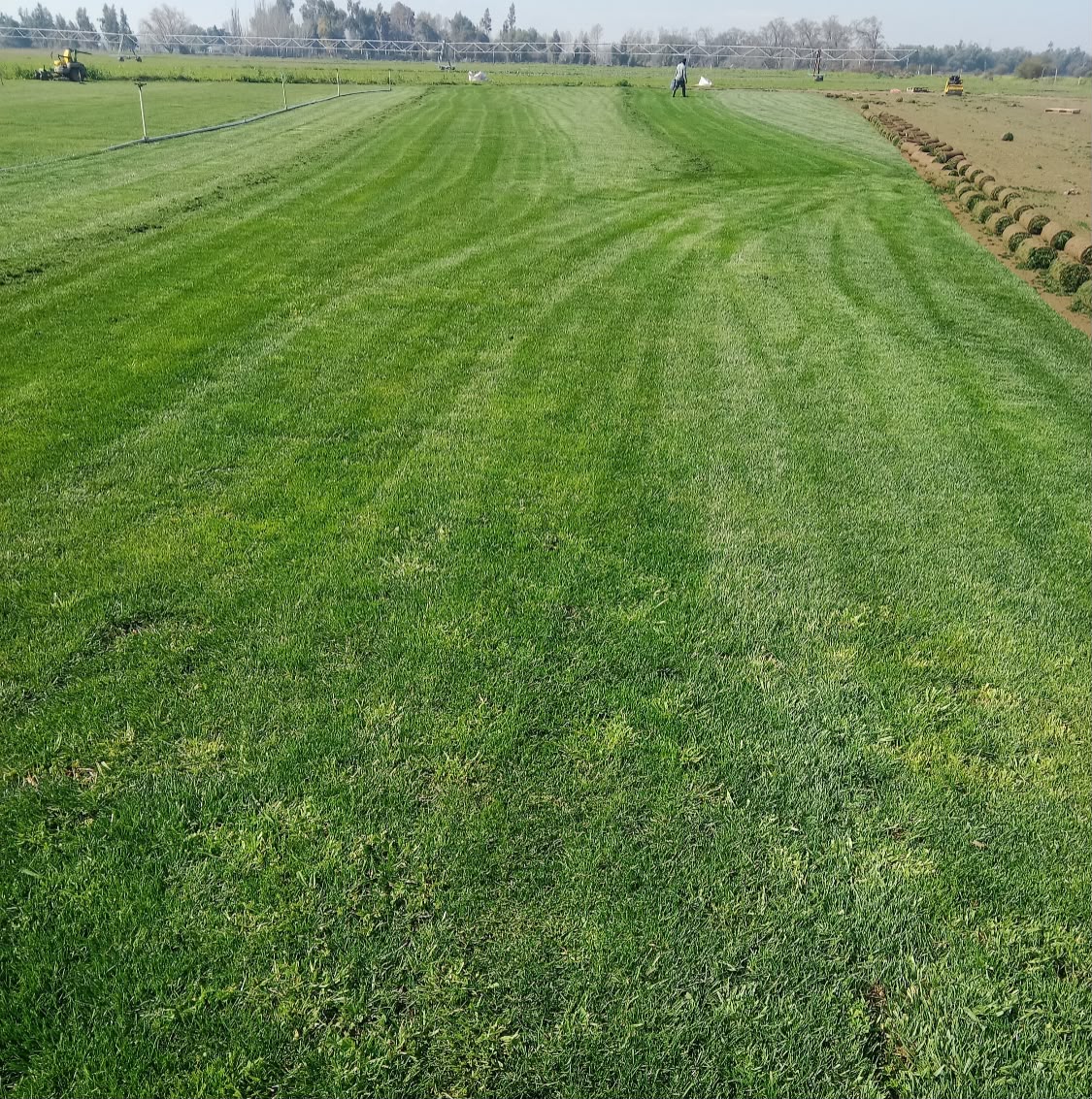 🌱 Pasto Alfombra Natural