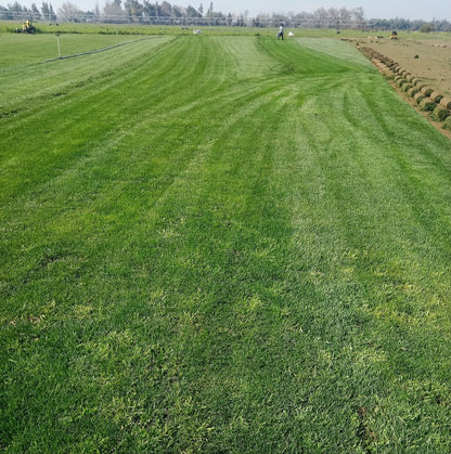 🌱 Pasto Alfombra Natural